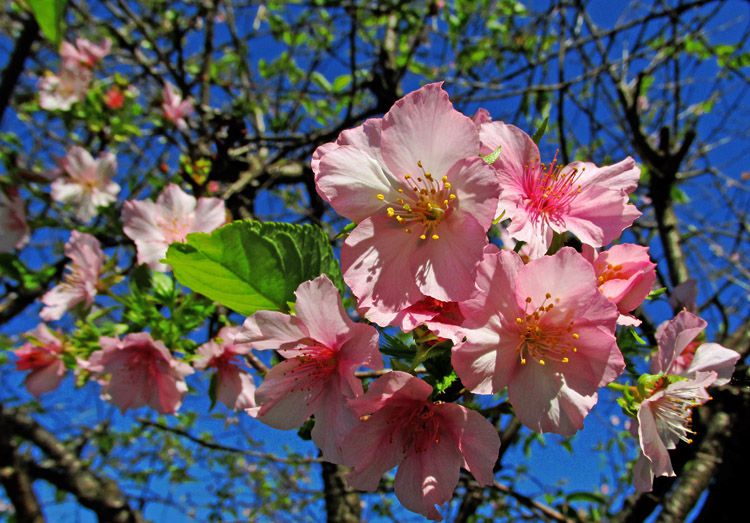 十月桜