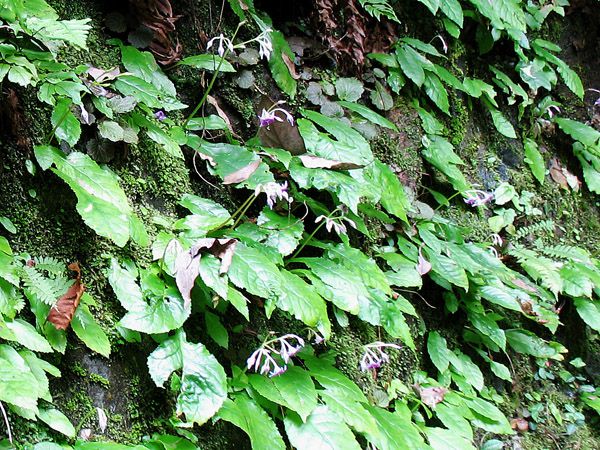 蛇滝水行道場の階段脇に咲くイワタバコ（岩煙草）