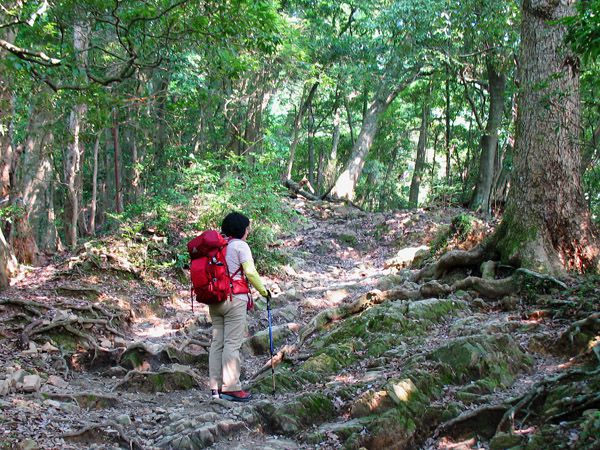 琵琶滝から2号路への登り