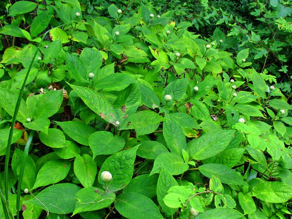 タマアジサイ（玉紫陽花）のつぼみ