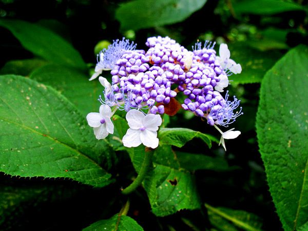 タマアジサイ（玉紫陽花）の花