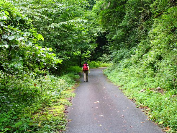 養沢川沿いの林道御岳線を歩く