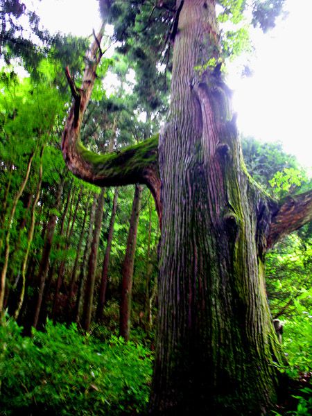 天狗の腰掛杉