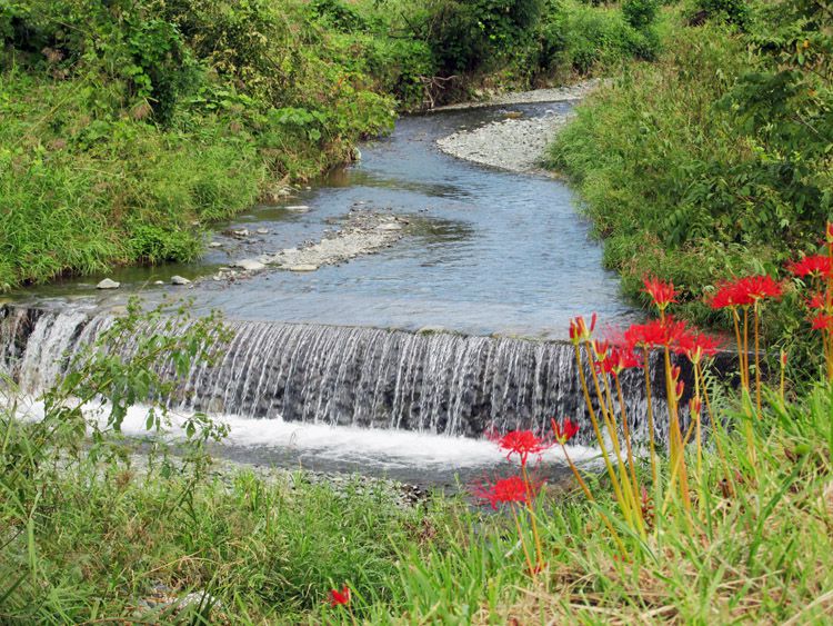 四十八瀬川の流れと川辺に咲く彼岸花