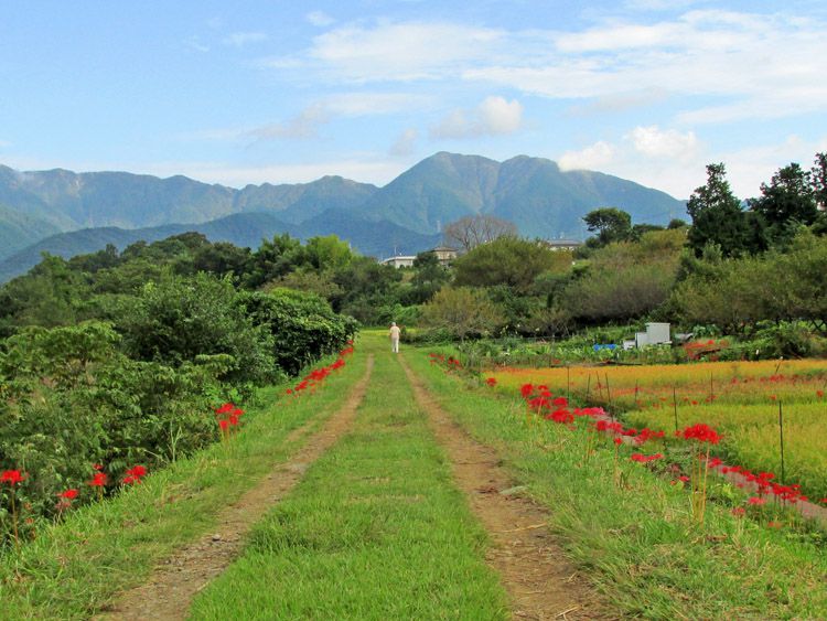 四十八瀬川の堤防道と丹沢表尾根（中央右は三ノ塔）