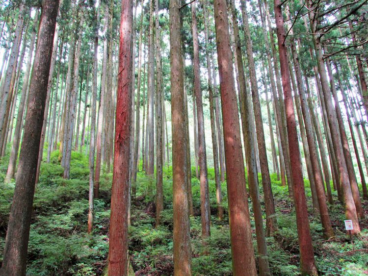 表丹沢県民の森付近の針葉樹林