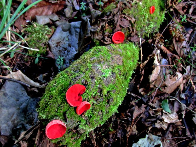 四十八瀬川の川岸の腐木に生える赤いキノコ