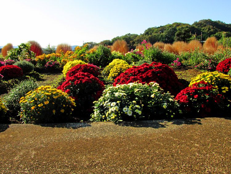 比々多神社前の花畑