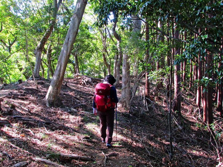 聖峰から高取山への登り