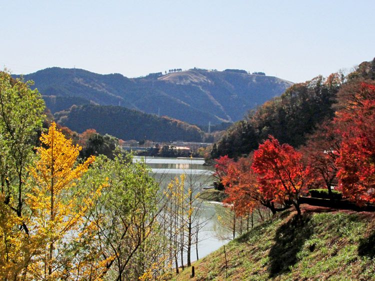 焼津ボート乗場手前の紅葉と大野山（723m）