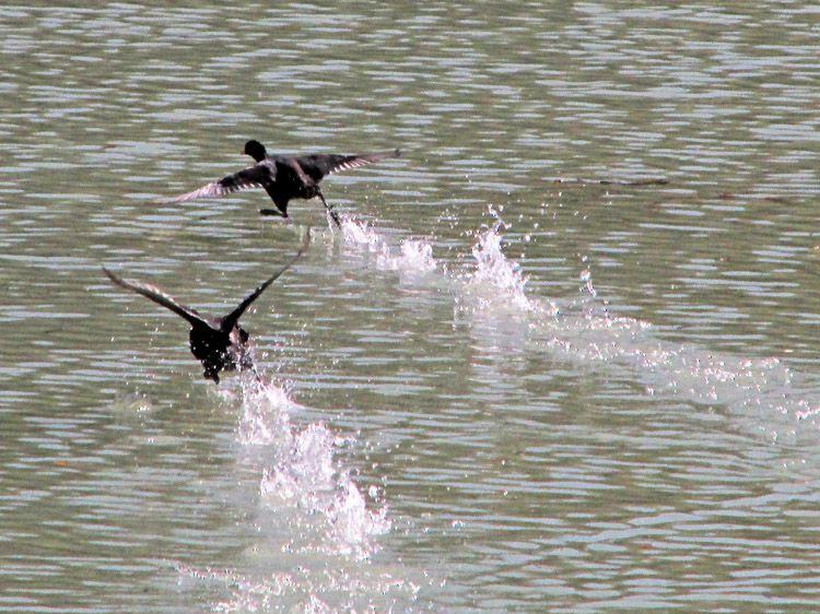 水面を蹴立てて走る水鳥の水上ダッシュ