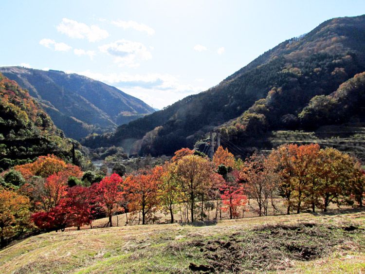 ダム広場の紅葉