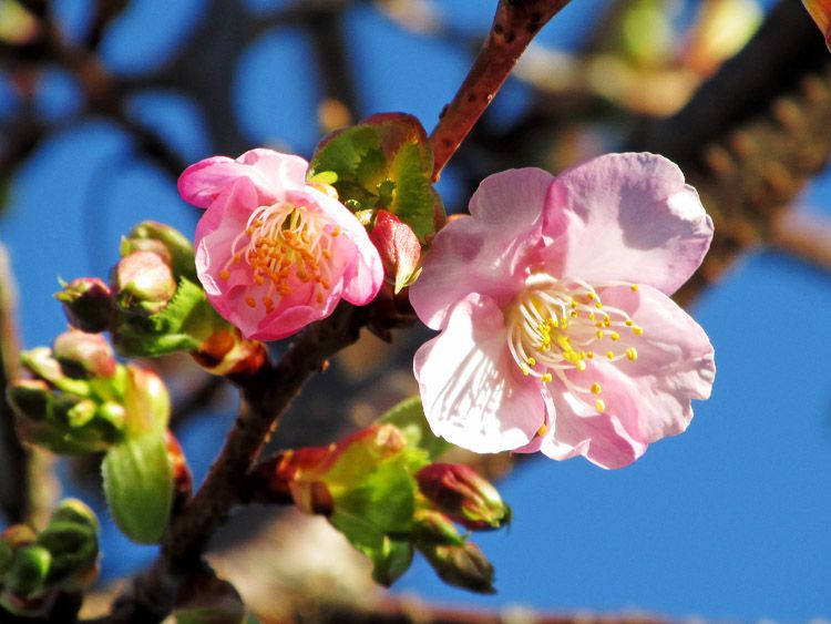 2月1日 咲き始めた河津桜(神奈川県座間市の緑道にて)
