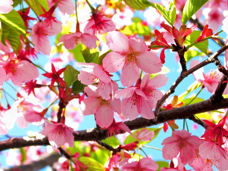 2020/3/11 修善寺寒桜
