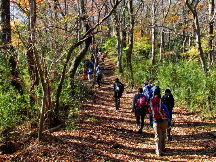 尾根道の紅葉には遅いがそれでも少し残っている