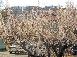 住宅地の所々に梅が咲いている