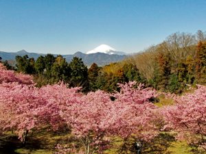 おおいゆめの里からの富士山とカワヅザクラ（河津桜）