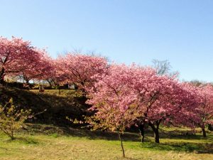 おおいゆめの里のカワヅザクラ（河津桜）