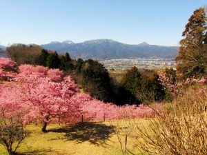 おおいゆめの里、左から箱根駒ケ岳、神山、明神が岳（中央）、金時山