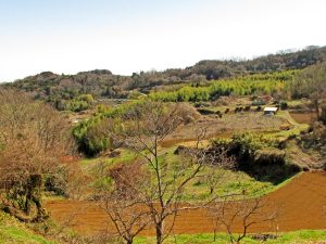 曽我丘陵からの里山風景