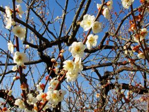 曽我梅林の梅はほとんどが散っていたが、わずかな咲残りの白梅