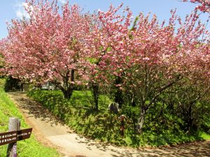 かりがねの松を過ぎて頭高山入口から入った所の八重桜