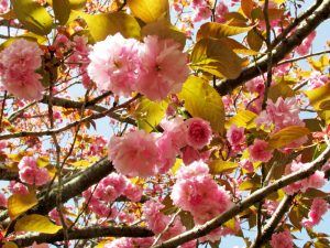 満開の八重桜