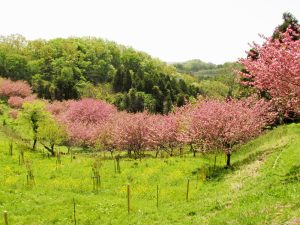 頭高山直下の八重桜の里