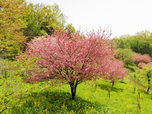 八重桜の里