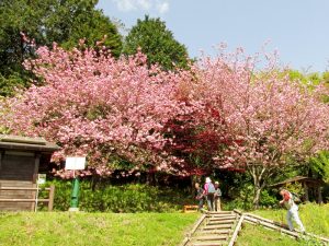 頭高山休憩所の八重桜。公衆トイレが設置されている