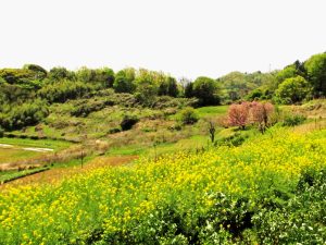 篠窪へ向かう途中の田園風景