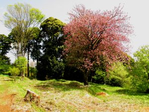 八重桜咲く了全山の山頂