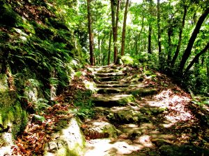 山道の風景