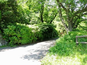 鷹取山公園トイレ右側から湘南鷹取に下る道路（壁画群はここを行った左側にある）