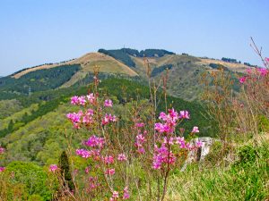 つぶらの公園「つつじ山」からの大野山とミツバツツジ（三つ葉躑躅）