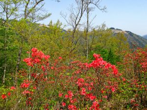 つぶらの公園「つつじ山」のヤマツツジ（山躑躅）