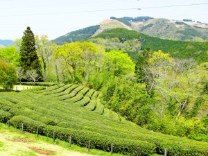 つぶらの公園「里の広場」北側からの大野山と茶畑