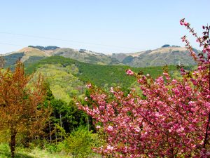 つぶらの公園「パークセンター」付近からの大野山