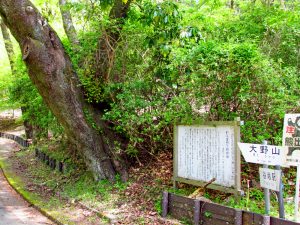奥山家道の頼朝さくら